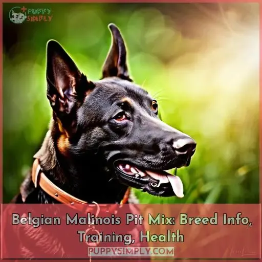 belgian malinois pit mix