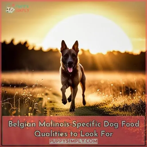 Belgian Malinois-Specific Dog Food Qualities to Look For