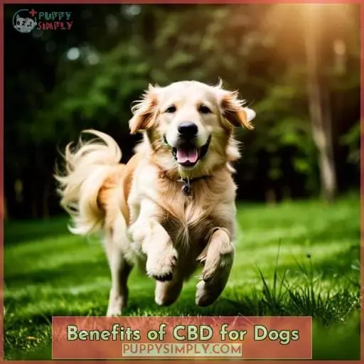 Benefits of CBD for Dogs