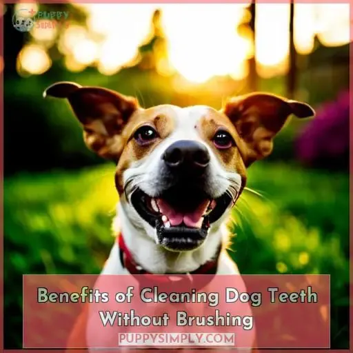 Benefits of Cleaning Dog Teeth Without Brushing