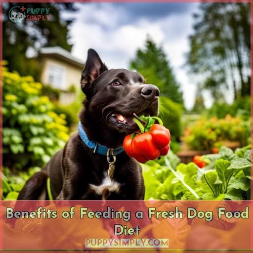 Benefits of Feeding a Fresh Dog Food Diet