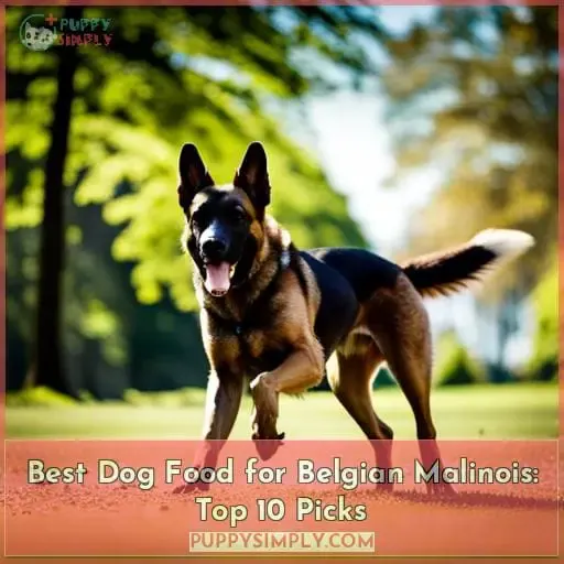 best dog food for belgian malinois