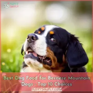 best dog food for bernese mountain dogs