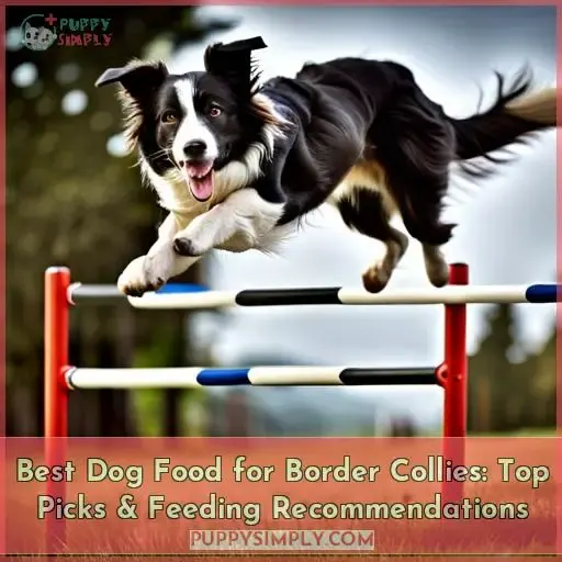 best dog food for border collies