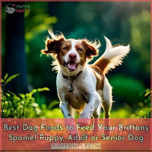 best dog food for brittany spaniels