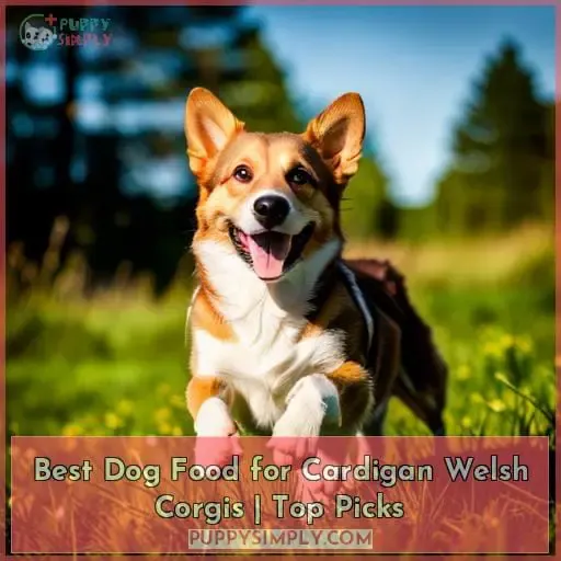 best dog food for cardigan welsh corgis