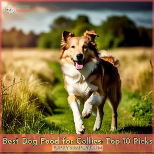 best dog food for collies