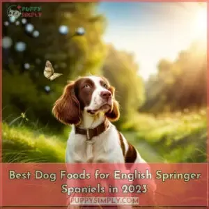 best dog food for english springer spaniels