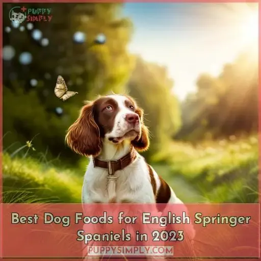 best dog food for english springer spaniels