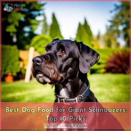 best dog food for giant schnauzers