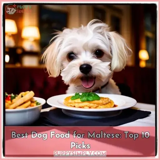 best dog food for maltese