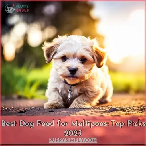best dog food for maltipoos
