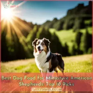 best dog food for miniature american shepherds