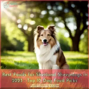best dog food for shetland sheepdogs