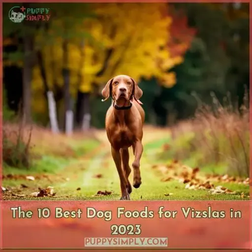 best dog food for vizslas