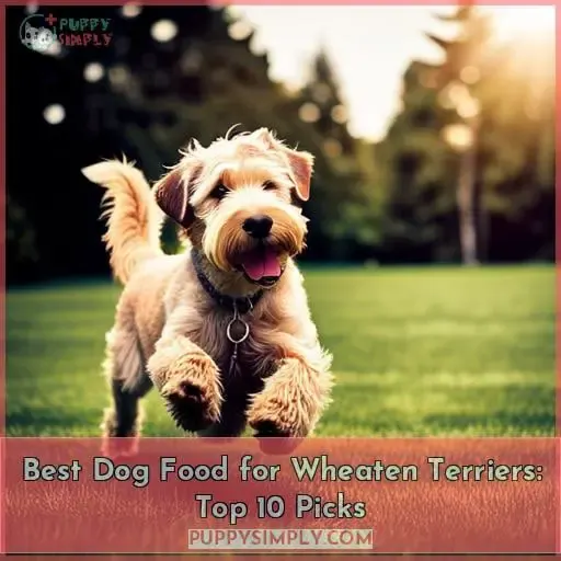 best dog food for wheaten terriers