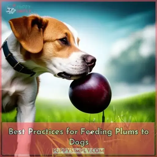 Best Practices for Feeding Plums to Dogs