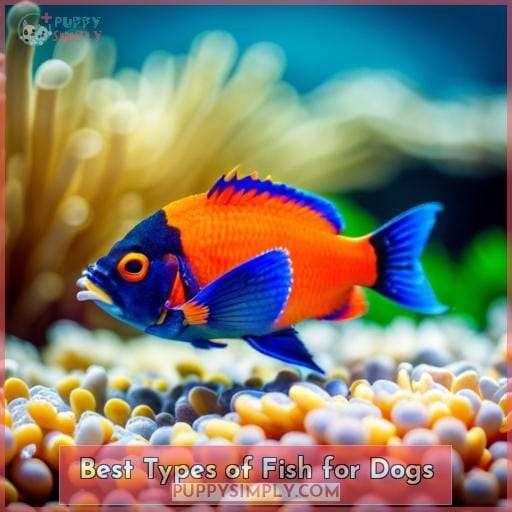 Best Types of Fish for Dogs