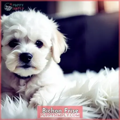 Bichon Frise