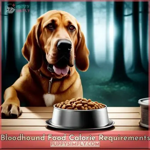 Bloodhound Food Calorie Requirements