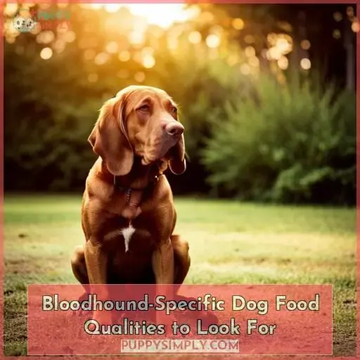 Bloodhound-Specific Dog Food Qualities to Look For