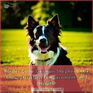 border collie german shepherd mix