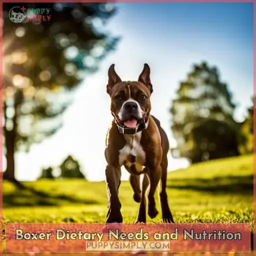 Boxer Dietary Needs and Nutrition