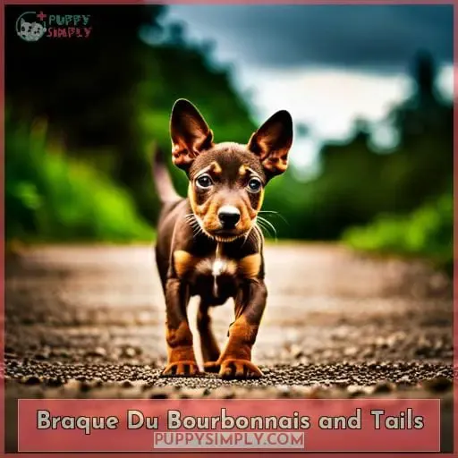 Braque Du Bourbonnais and Tails