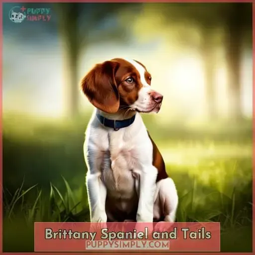 Brittany Spaniel and Tails