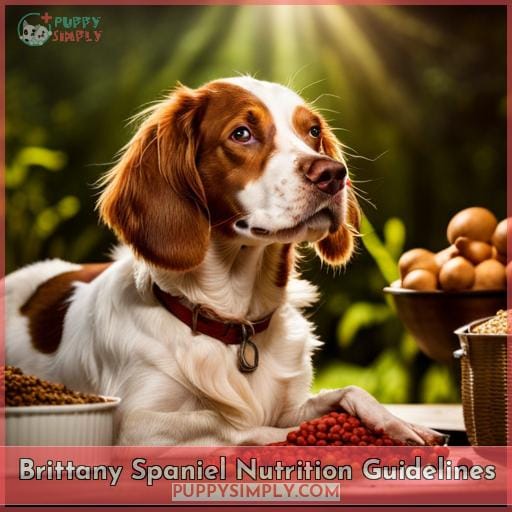 Brittany Spaniel Nutrition Guidelines