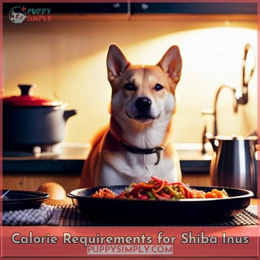 Calorie Requirements for Shiba Inus