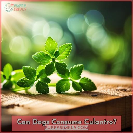 Can Dogs Consume Culantro