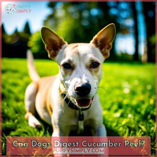 Can Dogs Digest Cucumber Peel