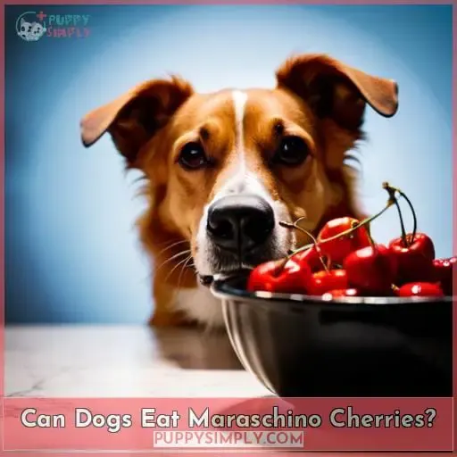 Can Dogs Eat Maraschino Cherries