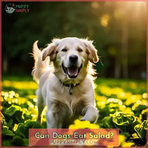 Can Dogs Eat Salad