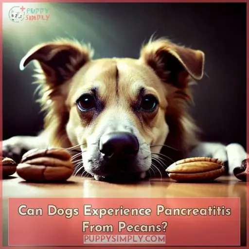Can Dogs Experience Pancreatitis From Pecans