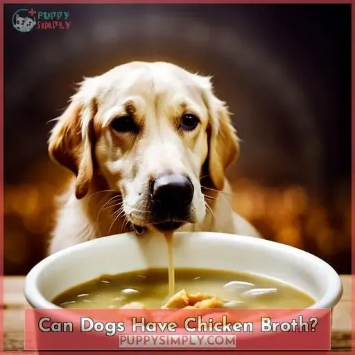 Can Dogs Have Chicken Broth