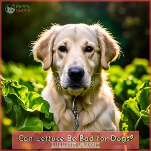 Can Lettuce Be Bad for Dogs
