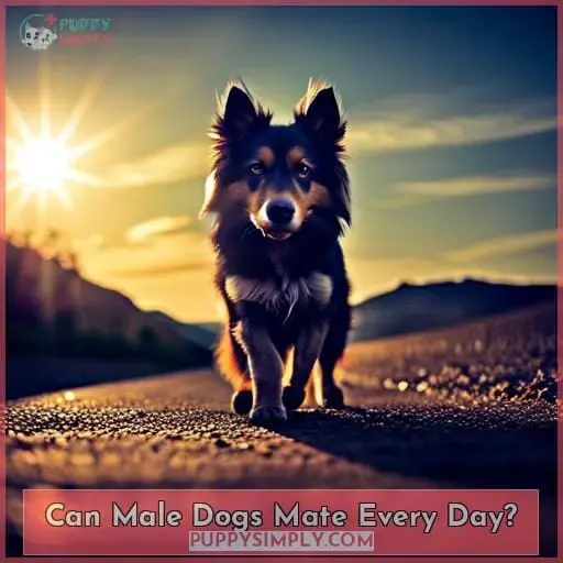 Can Male Dogs Mate Every Day