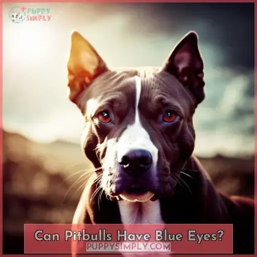 Can Pitbulls Have Blue Eyes