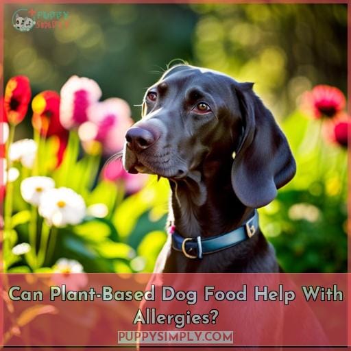 Can Plant-Based Dog Food Help With Allergies
