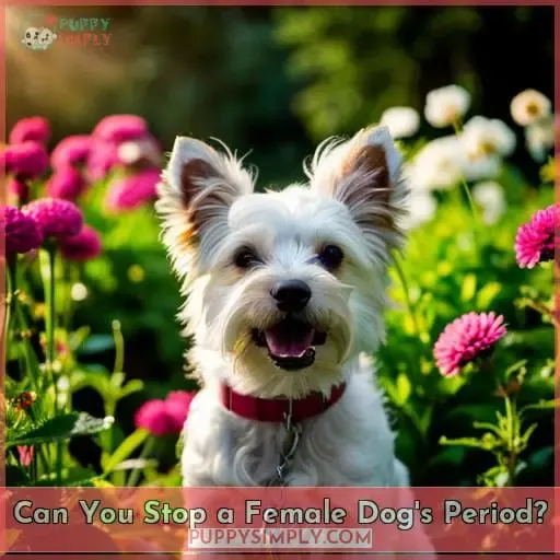 Can You Stop a Female Dog