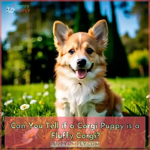Can You Tell if a Corgi Puppy is a Fluffy Corgi