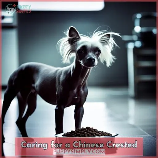 Caring for a Chinese Crested