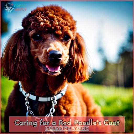 Caring for a Red Poodle