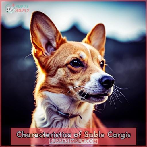 Characteristics of Sable Corgis