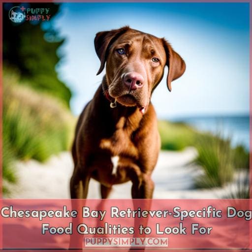 Chesapeake Bay Retriever-Specific Dog Food Qualities to Look For