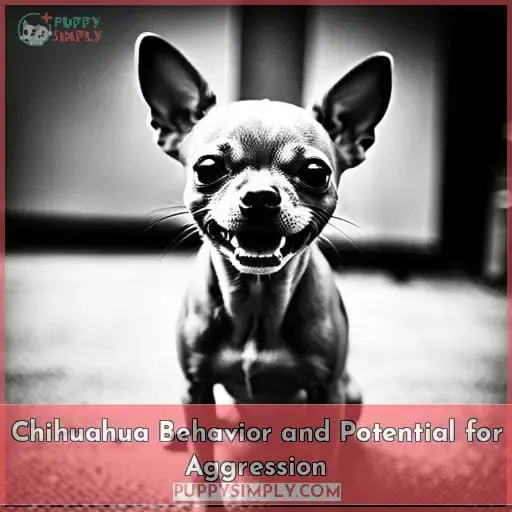 Chihuahua Behavior and Potential for Aggression
