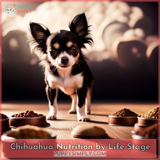 Chihuahua Nutrition by Life Stage