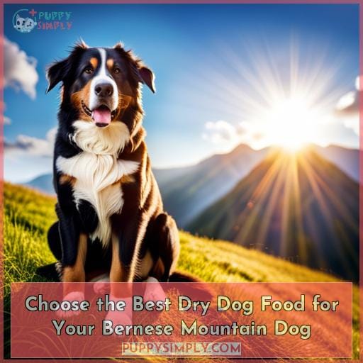 Choose the Best Dry Dog Food for Your Bernese Mountain Dog
